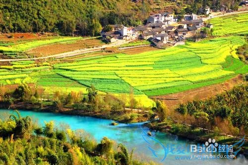 云南罗平油菜花节旅游攻略