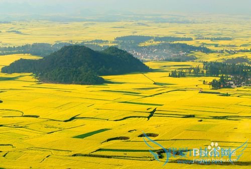 云南罗平油菜花节旅游攻略