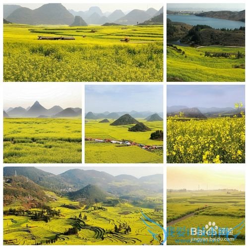 云南罗平油菜花节旅游攻略