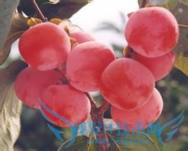 焦作旅游特产选购攻略