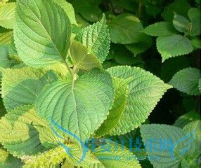 十一旅游带什么东西好?你必须携带的装备大盘点