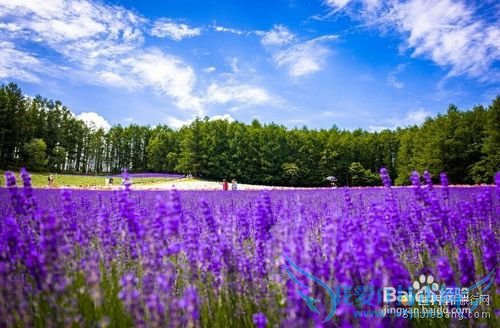 2015暑假北海道旅游攻略