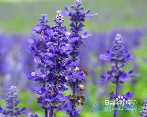 去日本旅游要多少钱