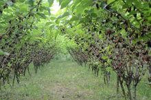 浙江南浔古镇旅游攻略