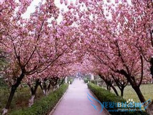 怎样合理游遍重庆主城区各大知名景点