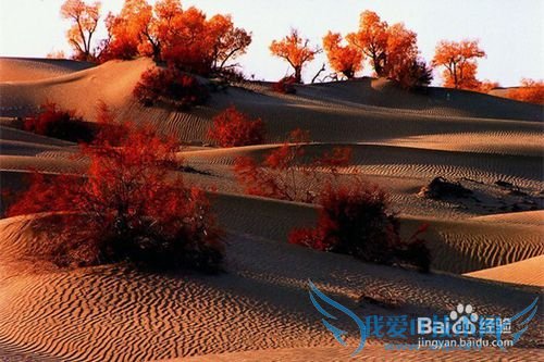 额济纳胡杨林旅游小攻略