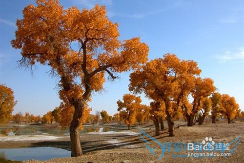 额济纳胡杨林旅游小攻略
