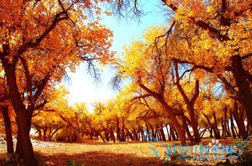 额济纳胡杨林旅游小攻略