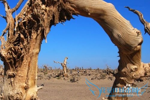 额济纳胡杨林旅游小攻略