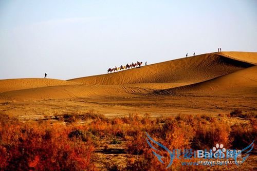 额济纳胡杨林旅游小攻略