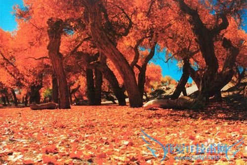 额济纳胡杨林旅游小攻略