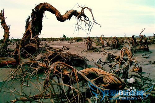 额济纳胡杨林旅游小攻略