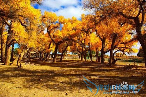 额济纳胡杨林旅游小攻略