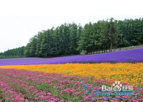 8月日本旅游攻略