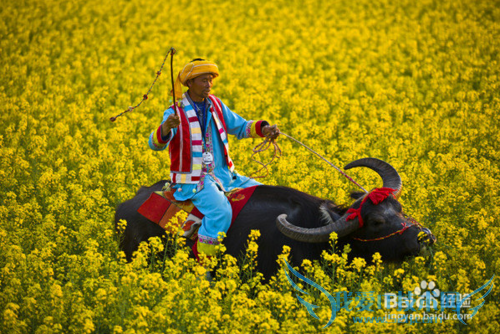除了丽江大理泸沽湖,很多人都不知道的云南美景