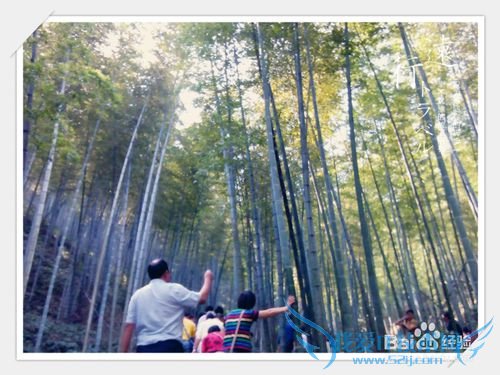 宜兴竹海景点旅游介绍