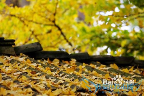 女性独自旅游安全保障