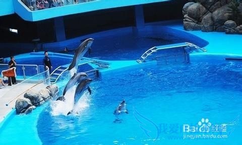青岛极地海洋世界旅游小结: