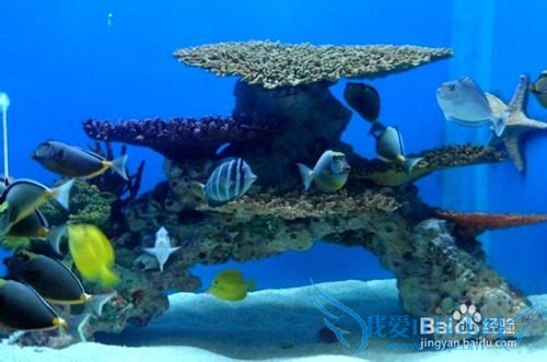 青岛极地海洋世界旅游小结: