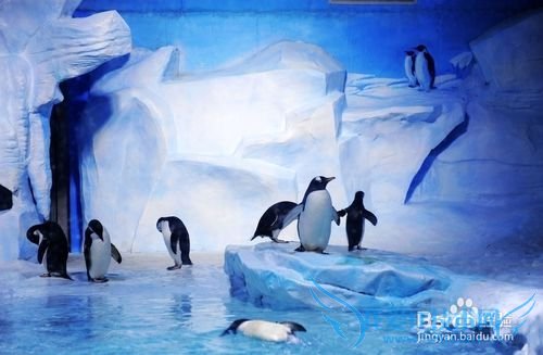 青岛极地海洋世界旅游小结: