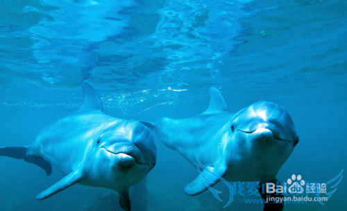 青岛极地海洋世界旅游小结: