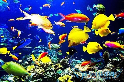 青岛极地海洋世界旅游小结: