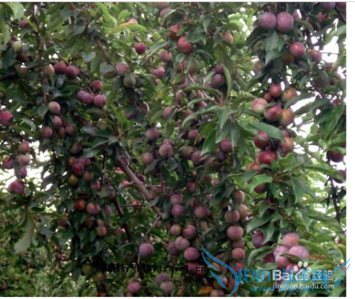 天峨旅游好风光