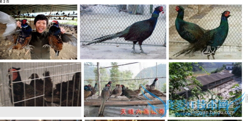 天峨旅游好风光