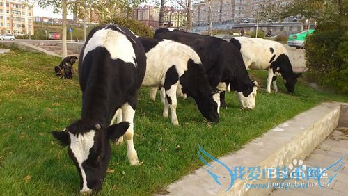 内蒙古租车五天四夜旅游攻略