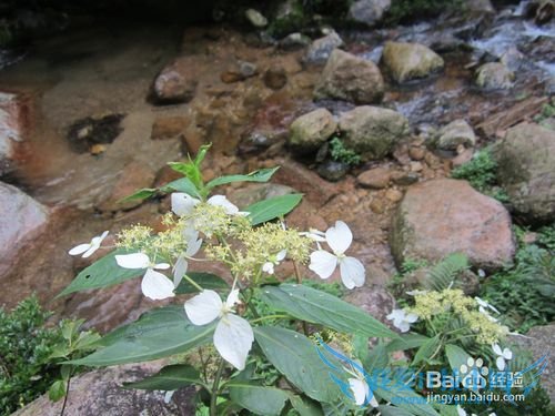 三清山旅游攻略