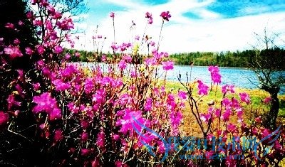 阿尔山旅游须知