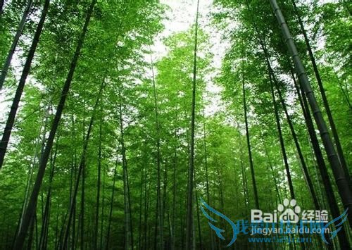 五一旅游去重庆哪玩?