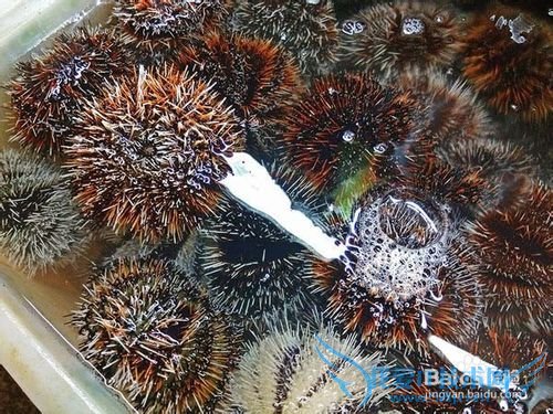 三亚美食攻略游记