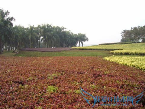 怎样安排广州旅游的行程