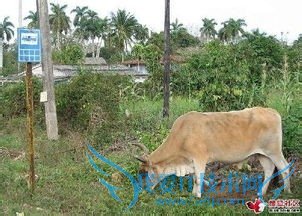 度假旅游好去处=====农村