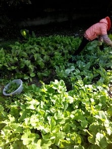 度假旅游好去处=====农村