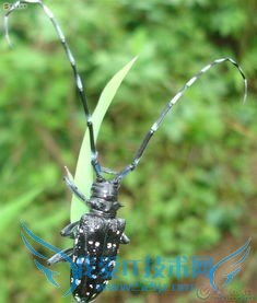 度假旅游好去处=====农村