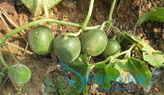 度假旅游好去处=====农村