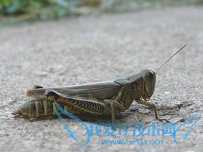 度假旅游好去处=====农村