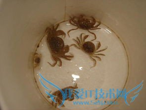 度假旅游好去处=====农村