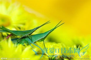 度假旅游好去处=====农村