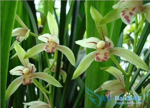 深圳春天赏花攻略 深圳春天去哪里赏花