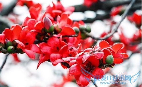 深圳春天赏花攻略 深圳春天去哪里赏花