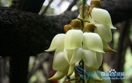 深圳春天赏花攻略 深圳春天去哪里赏花