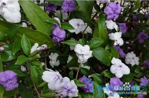 深圳春天赏花攻略 深圳春天去哪里赏花