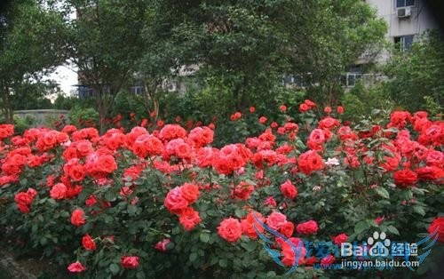 深圳春天赏花攻略 深圳春天去哪里赏花