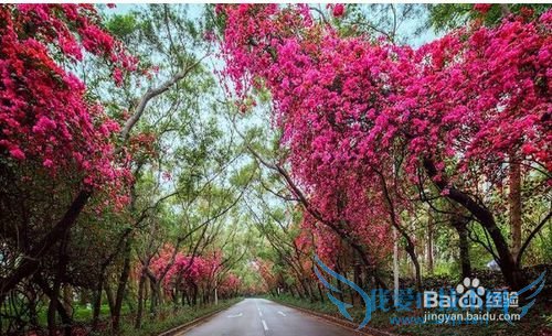 深圳春天赏花攻略 深圳春天去哪里赏花