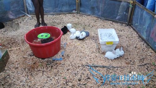 墨西哥旅游攻略十一:狂欢节