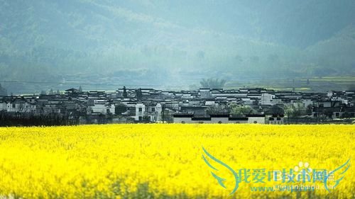 今年清明节去那里?