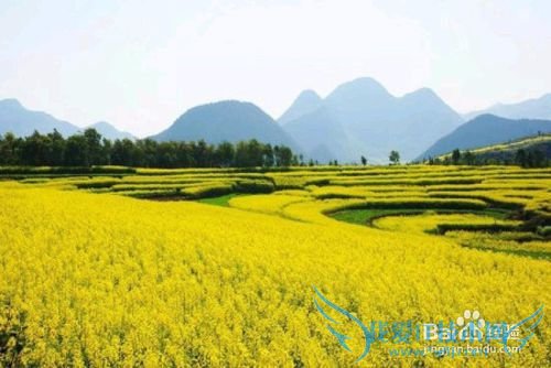 今年清明节去那里?